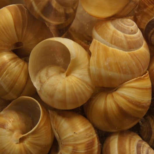 Snail Shells