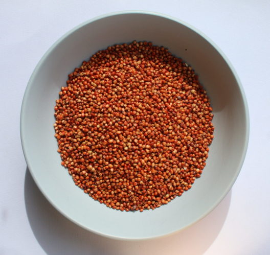 sorghum