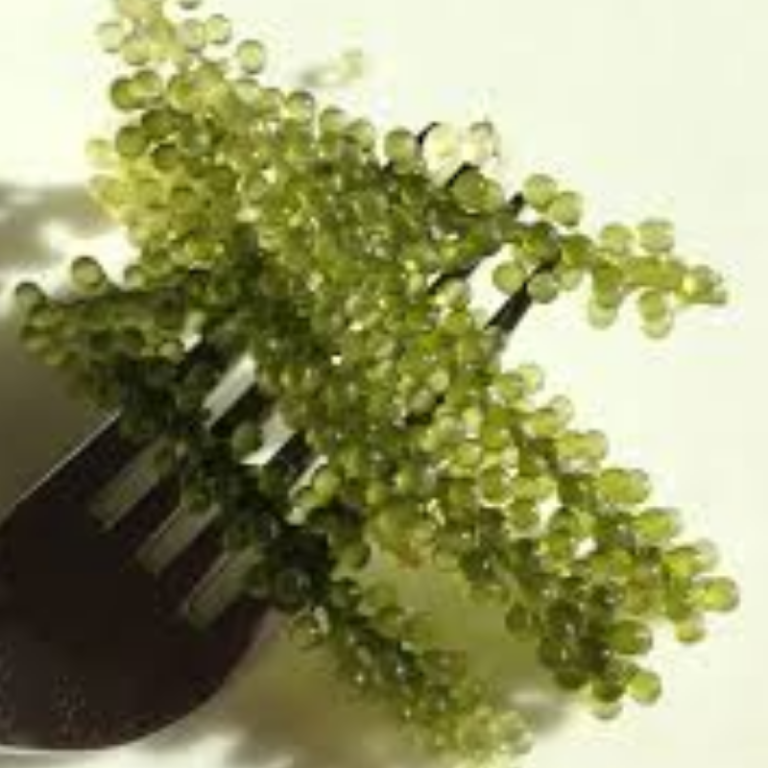 Sea Grapes (Umibudo) (100g) The Grocer