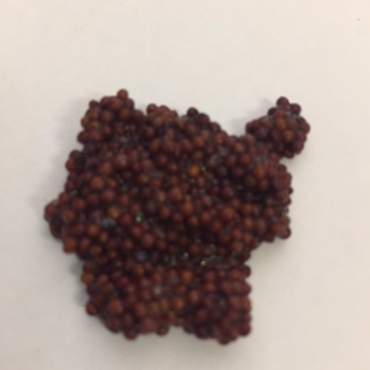 Yuzu Sesame Seeds (500g) The Grocer