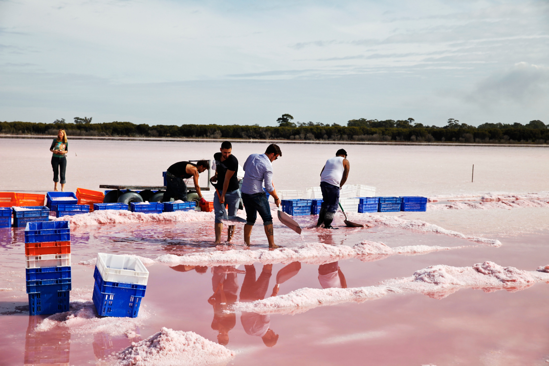 Pink Lake Salt Harvesting